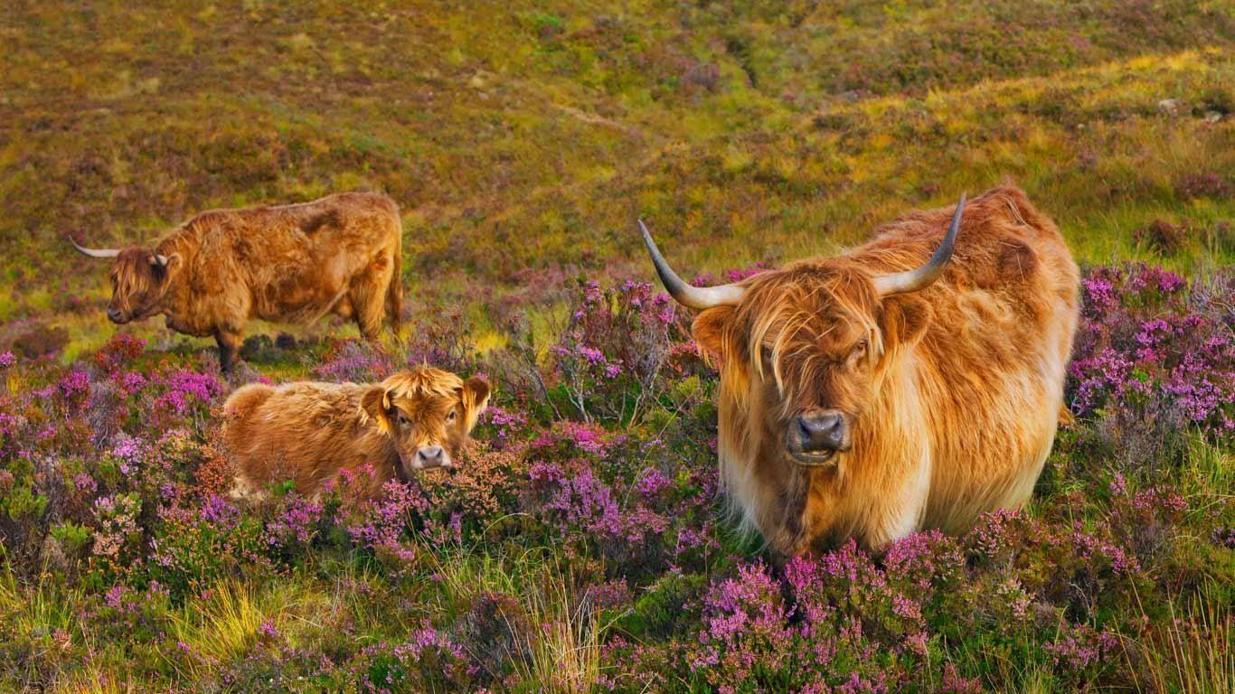 Scottish Wallpapers Highland Cattle