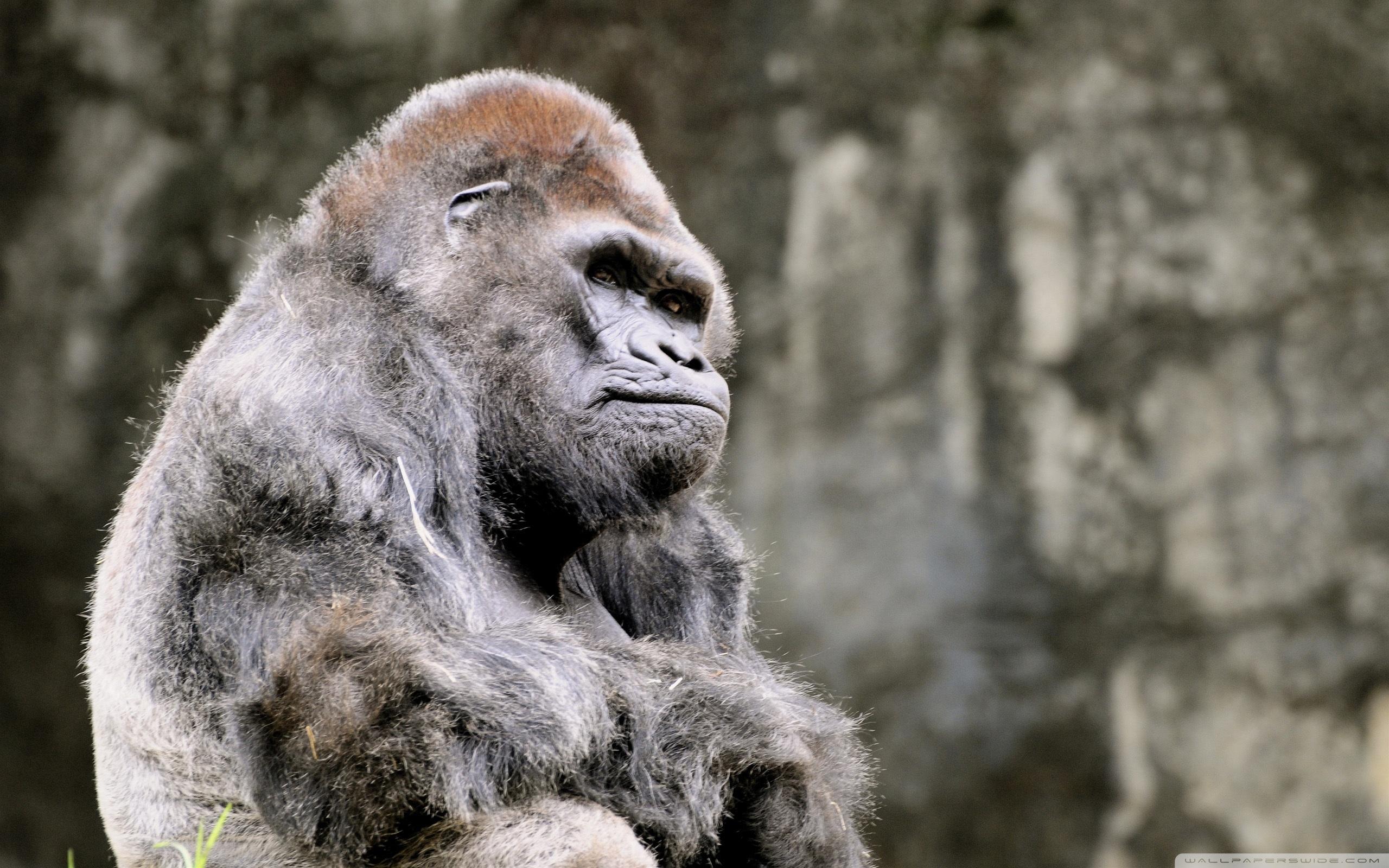 Download The Most Beautiful Thoughtful Gorilla Wallpapers
