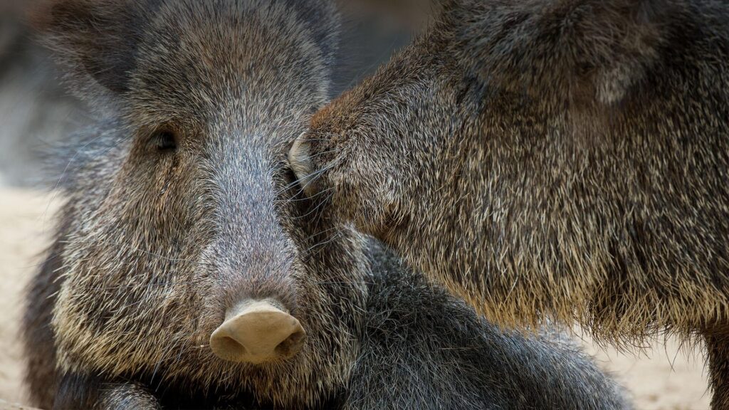 Peccary