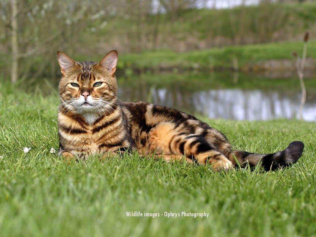 My 4K Collection Bengal cat wallpapers