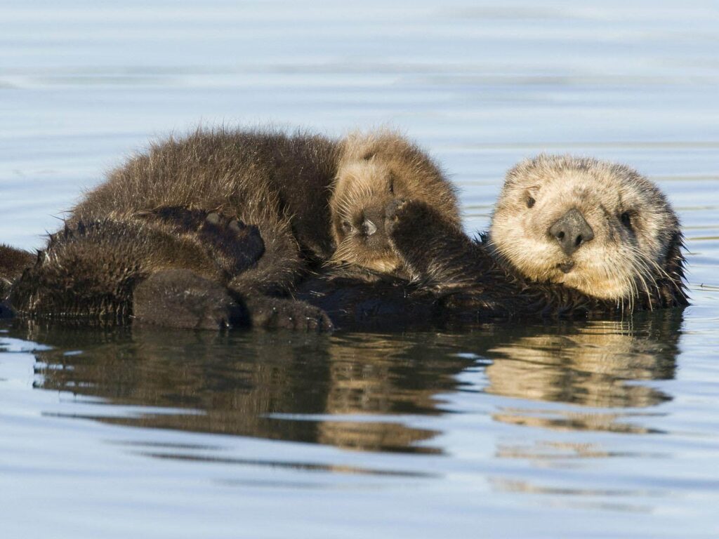 Sea Otter Cute Wallpapers 2K Desk 4K for Free