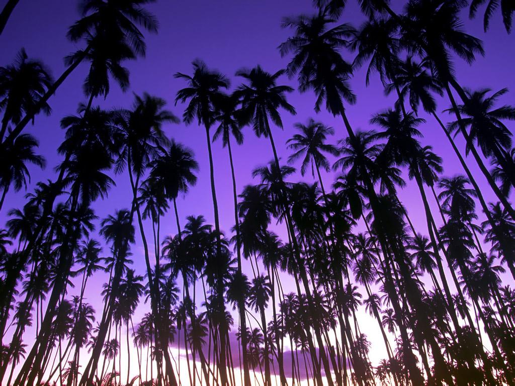 Coconuts On Palm Tree Wallpapers