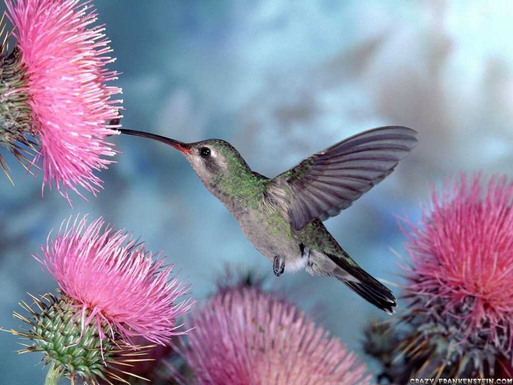 FunMozar – Hummingbird