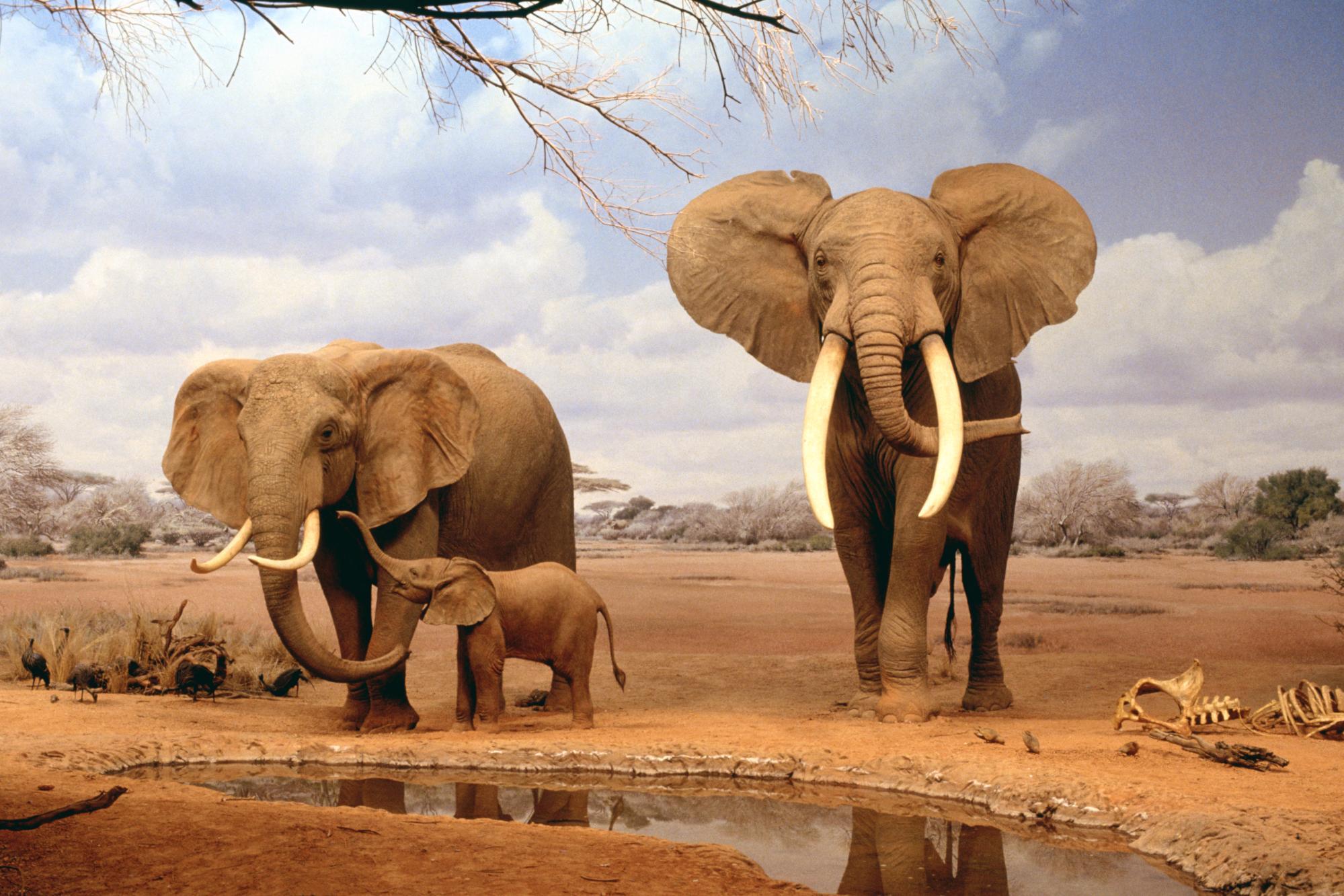 Download Africa Elephants Summer Animals Desk 4K Wallpapers