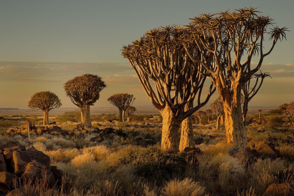 Namibia, Africa, Nature, Landscape, Trees, Savannah, Shrubs