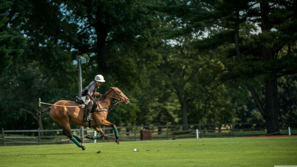 Polo at the Park ❤ K 2K Desk 4K Wallpapers for • Wide & Ultra