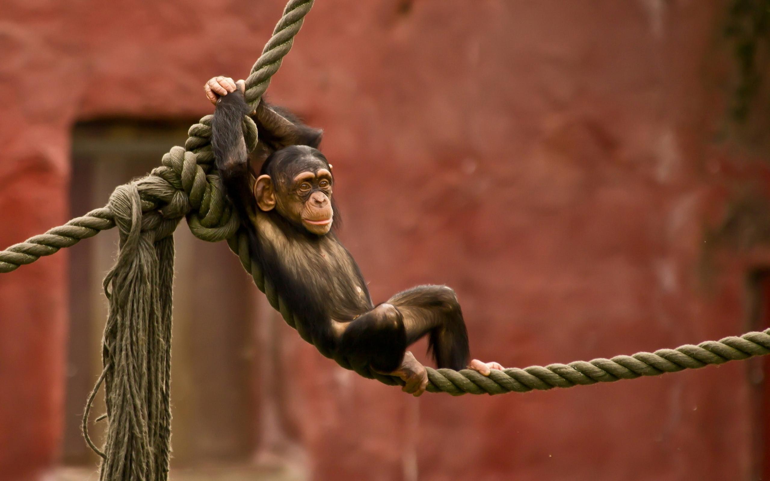 Chimpanzee Chilling On A Rope Wallpapers