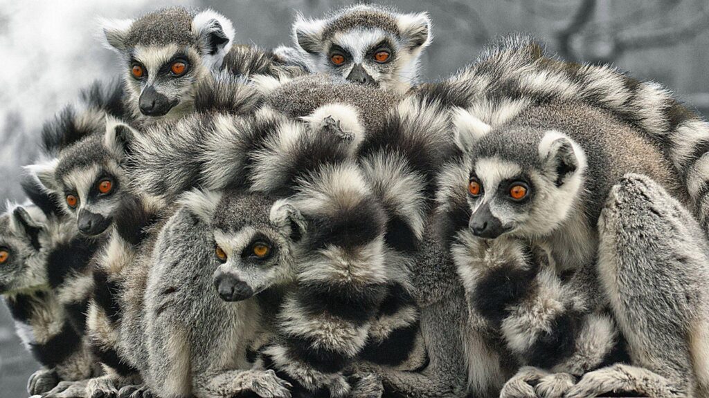 Lemur 2K Wallpapers