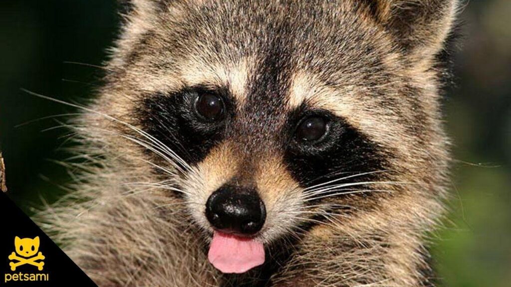 Cute Raccoons wallpapers