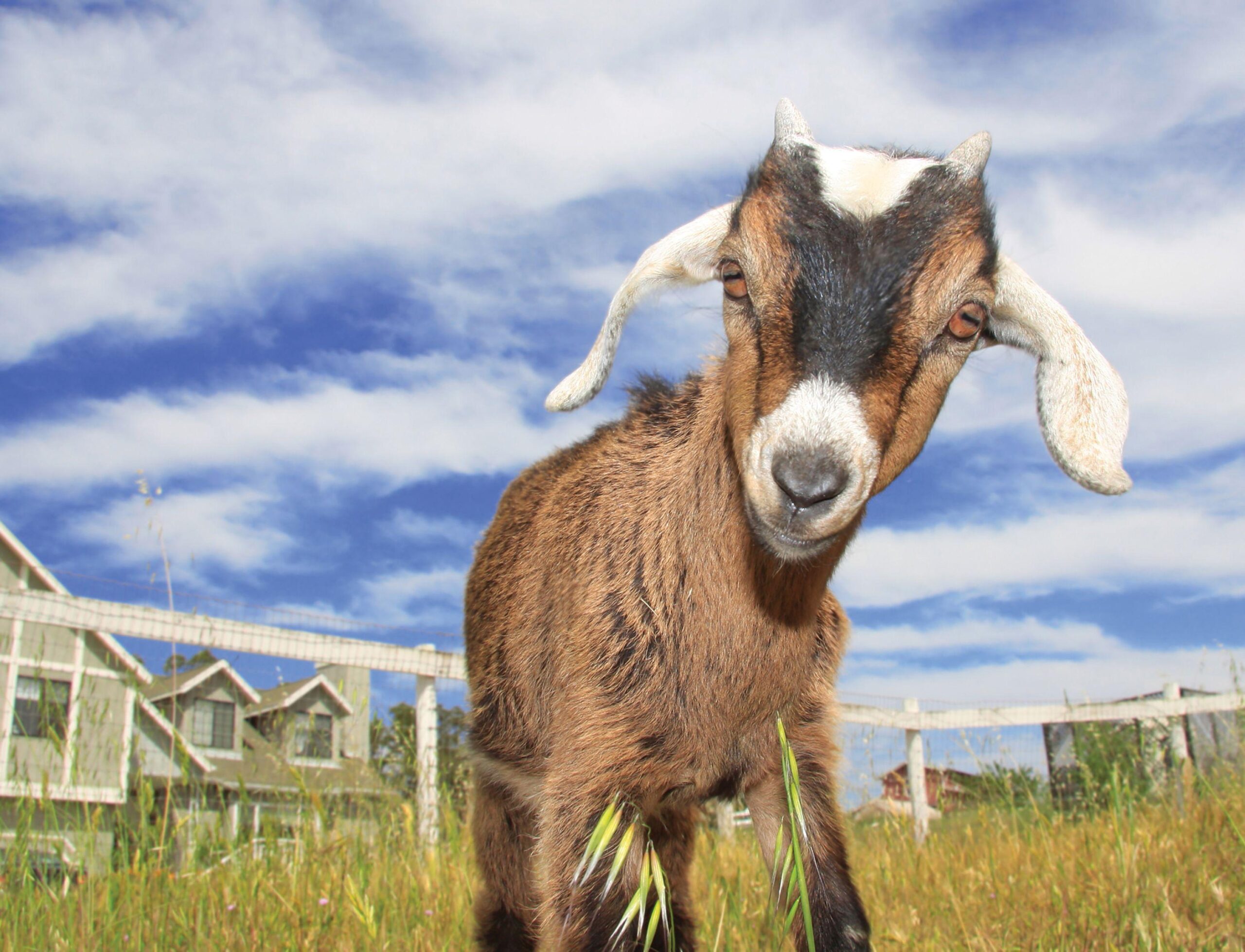 Cute Goats Wallpapers, Pictures, Wallpaper