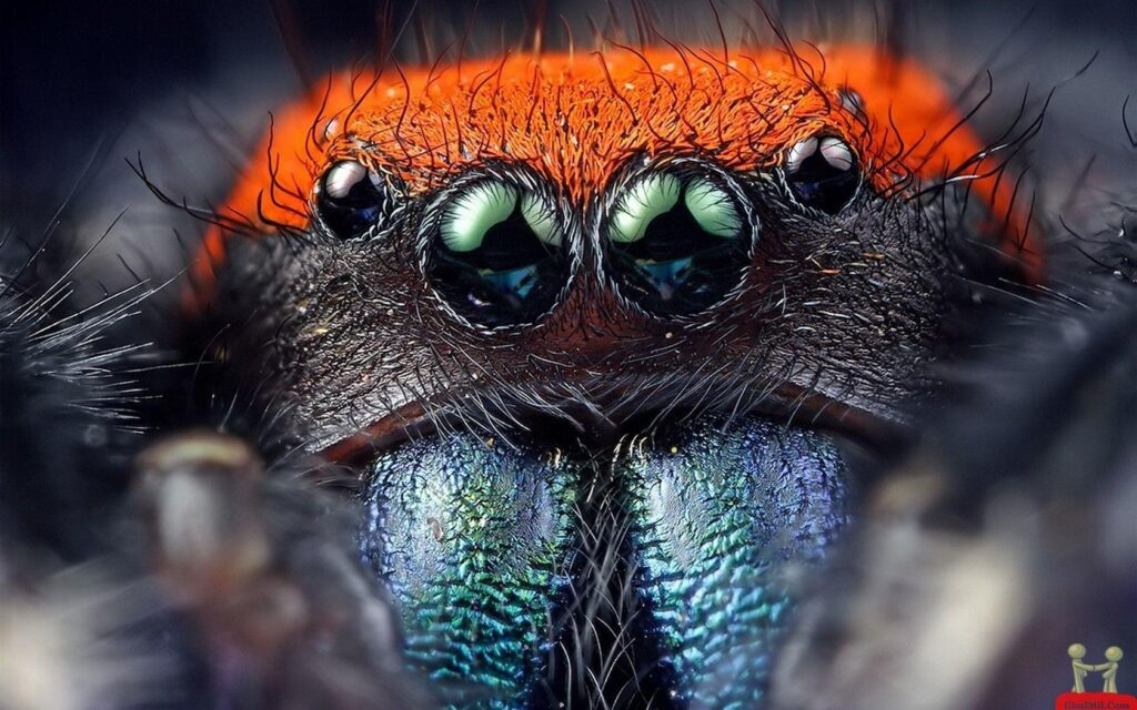 Natural Spider Eyes2KWallpapers