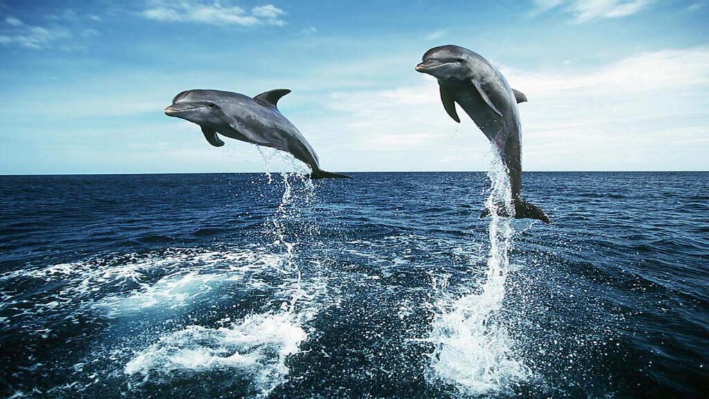 Dolphin Jumping 2K Wallpapers