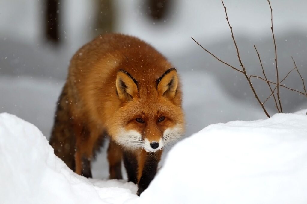 Winter Snow Red Fox Wallpapers