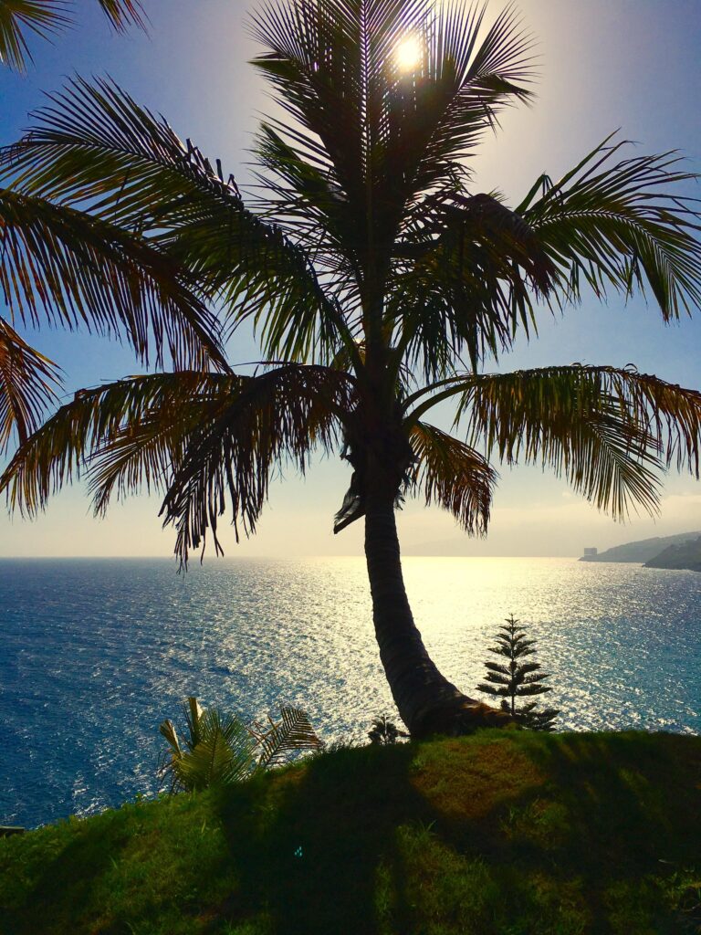 Nature, Tenerife, Palm, Canary Islands, palm tree, sea free Wallpaper