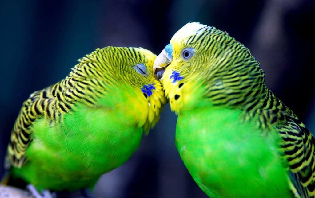 Beautiful Cute Parrots Kissing Romantic 2K Wallpapers