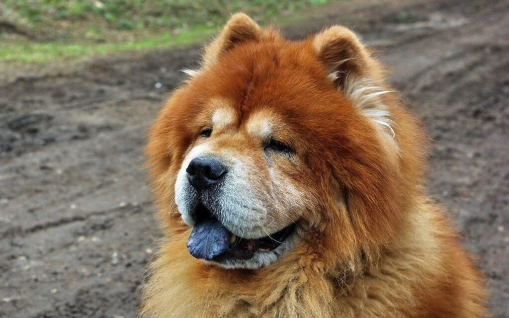 Chow Chow Wallpapers and Backgrounds Wallpaper