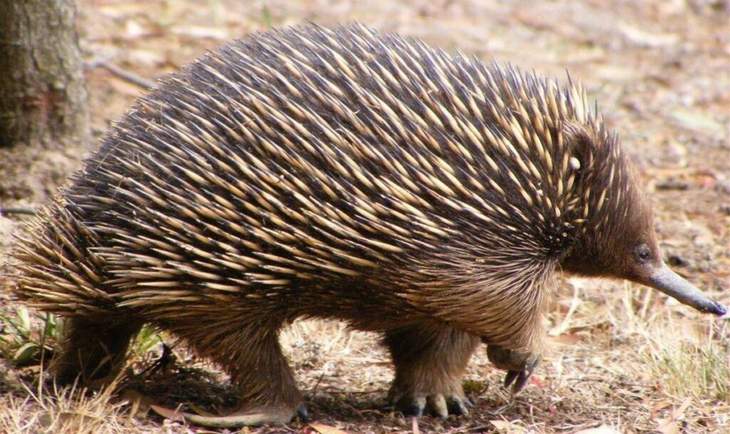 Echidna together with the platypus, are the only extant mammals that