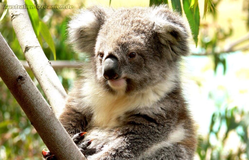 Koala Australia 2K Wallpapers