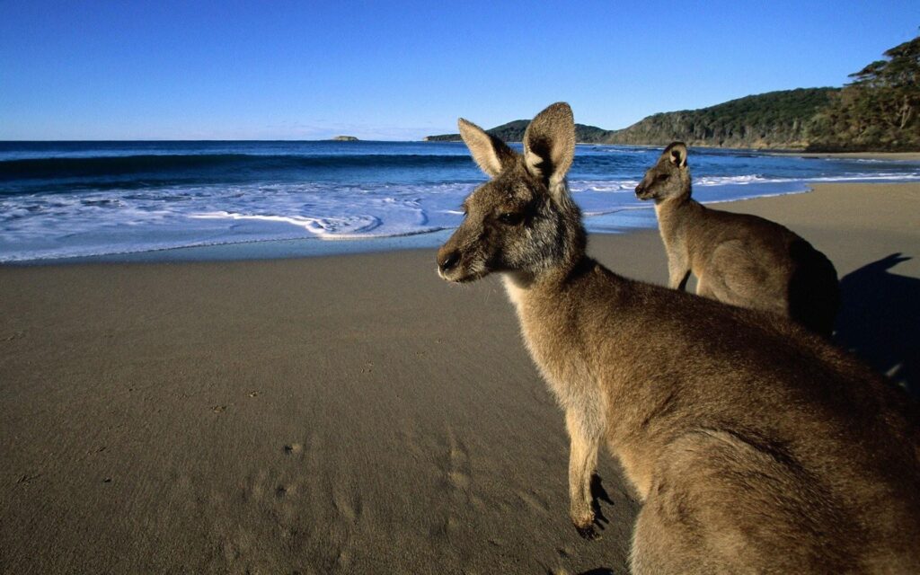Kangaroo Live Wallpapers for Android