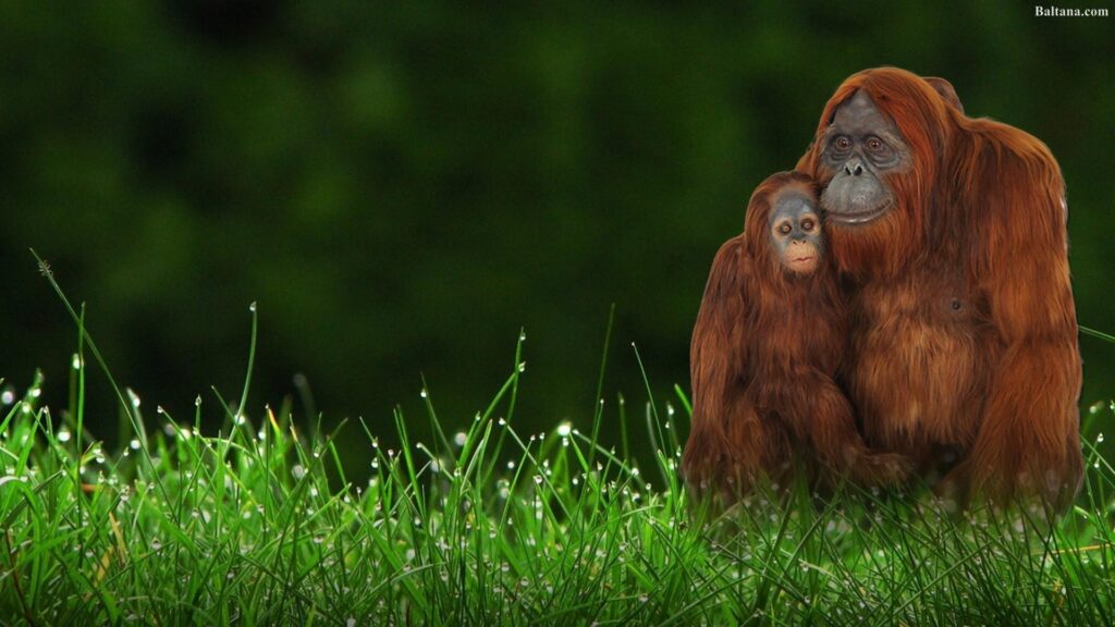 Orangutan 2K Wallpapers