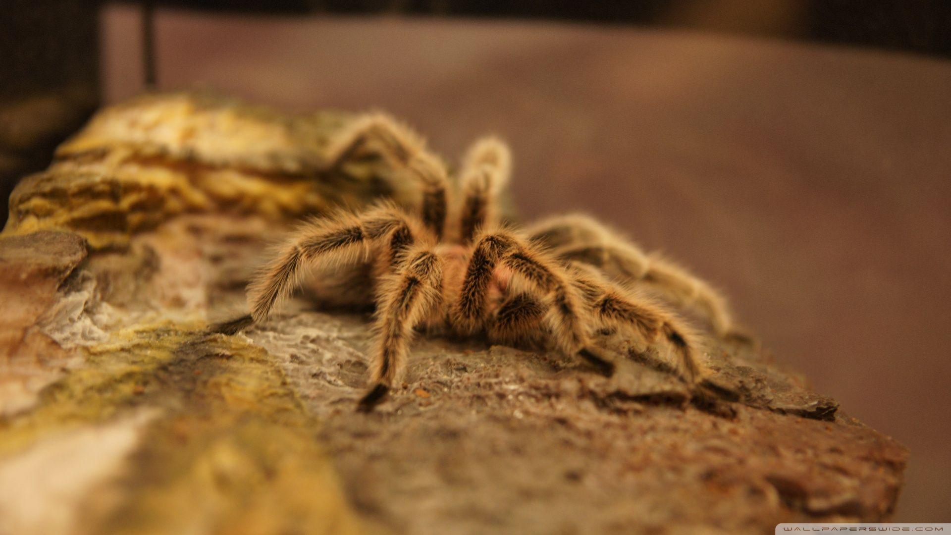 Tarantula2Kdesk2Kwallpapers High Definition Fullscreen