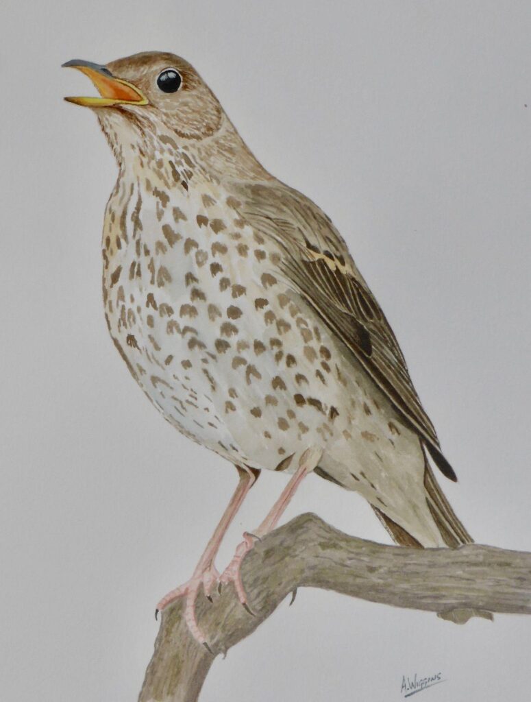 Song Thrush, Watercolour painting by AWiggins