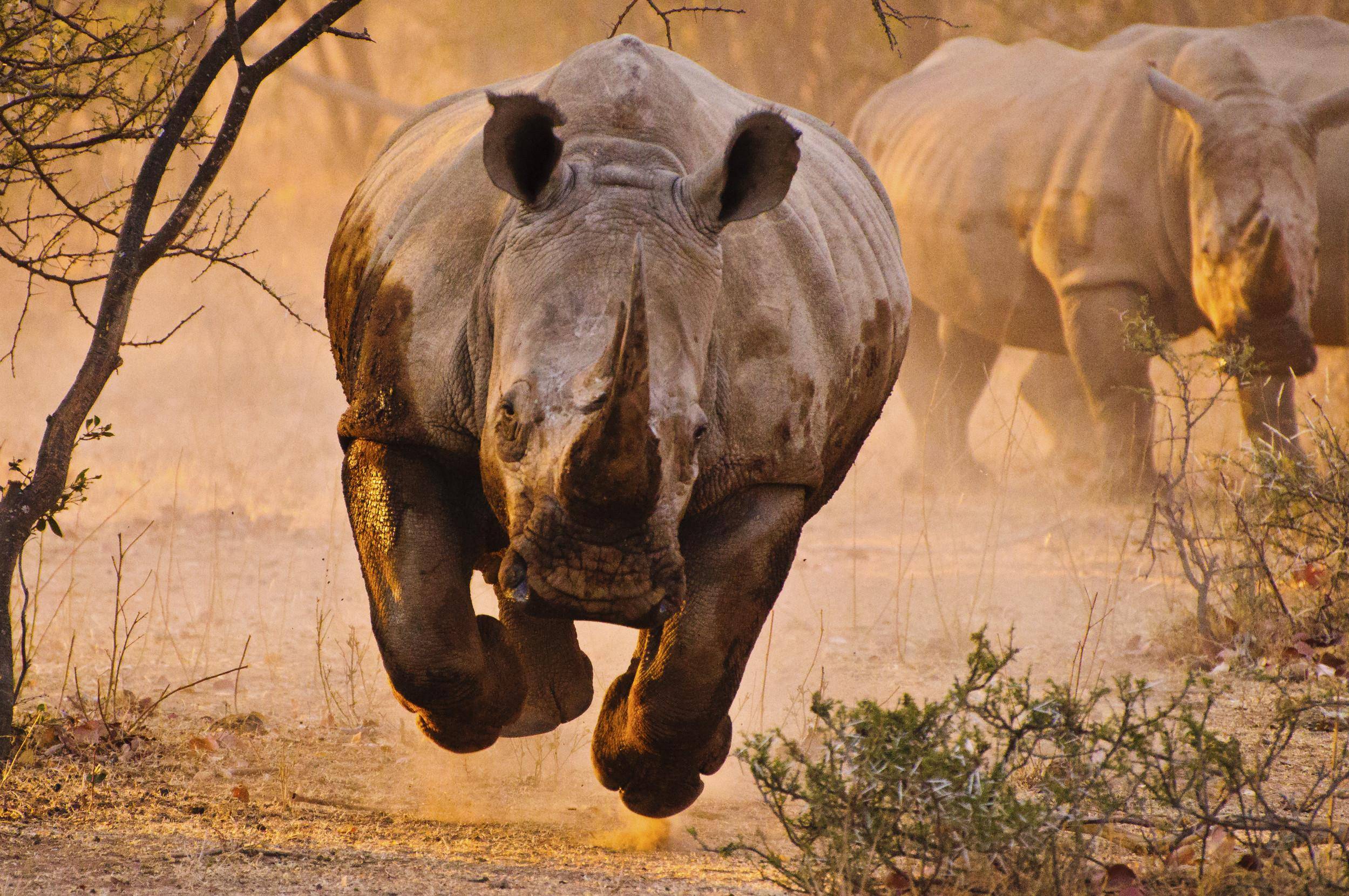 Animal Rhino Wallpapers Angry Pictures