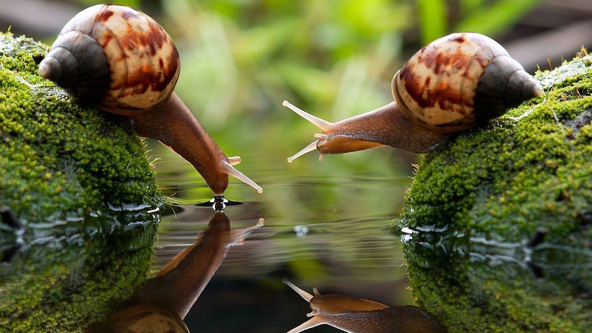 Two Snails Drinking Wallpapers