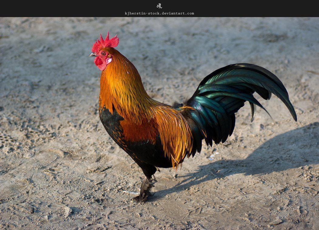 Rooster by kjherstin wallpapers