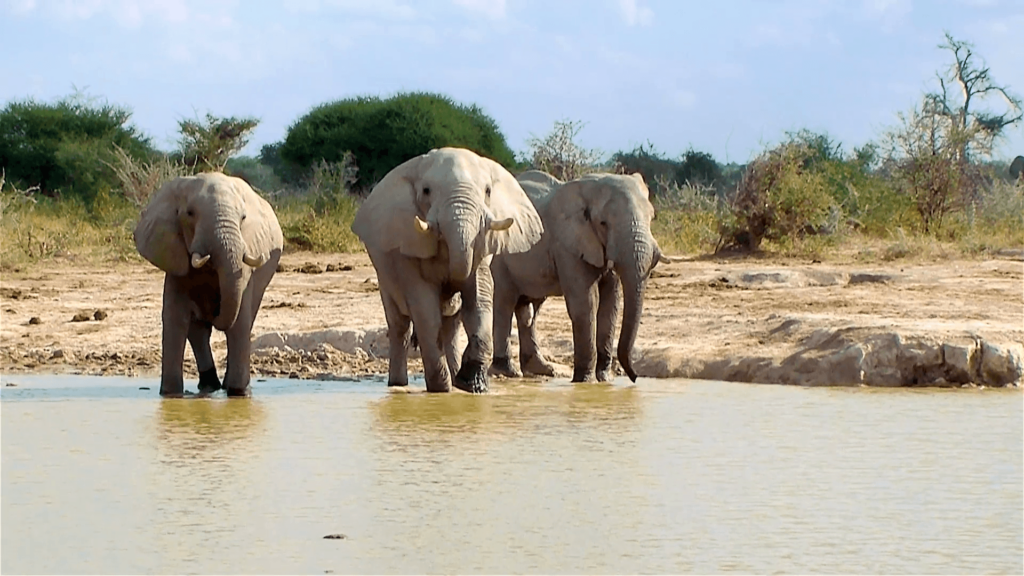 Elephant entering waterhole on a sunny day Nxai Pan National Park