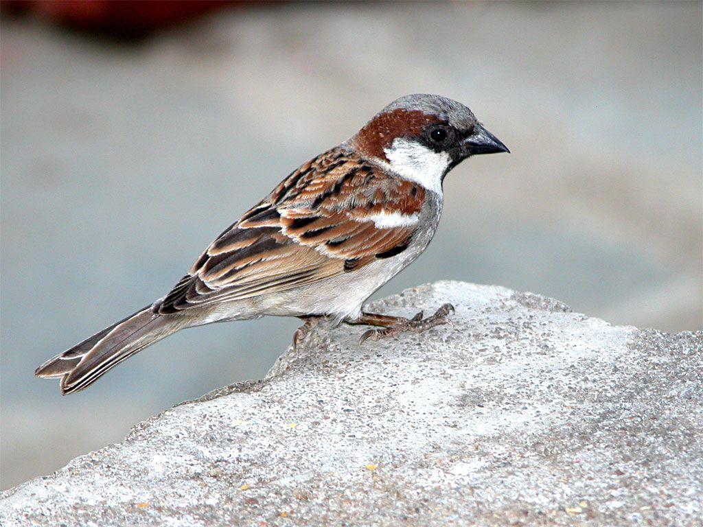 House Sparrow 2K Wallpapers