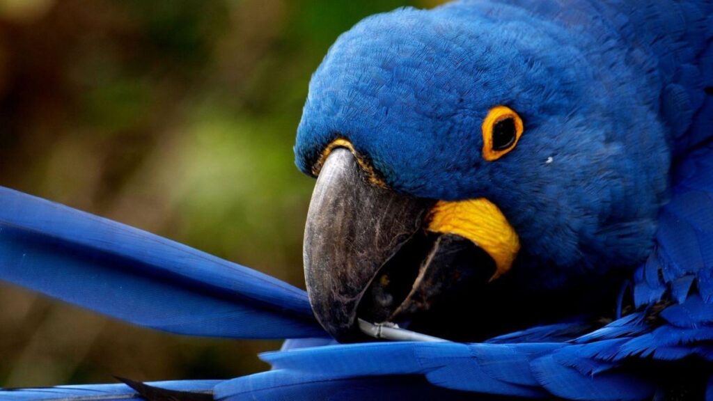 Macaw Wallpapers ,