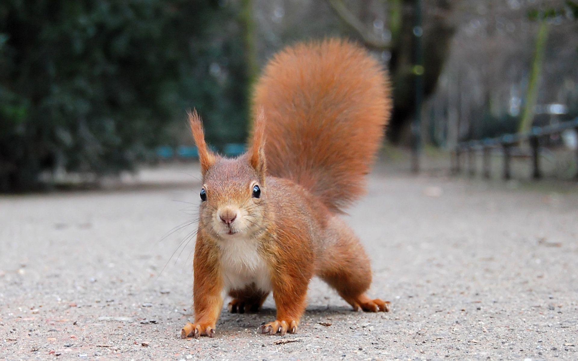Funny Squirrel Wallpapers in Animals