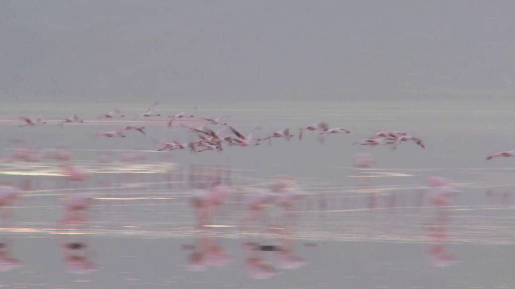 Flamingos flying across Lake Nakuru, Kenya Stock Video Footage