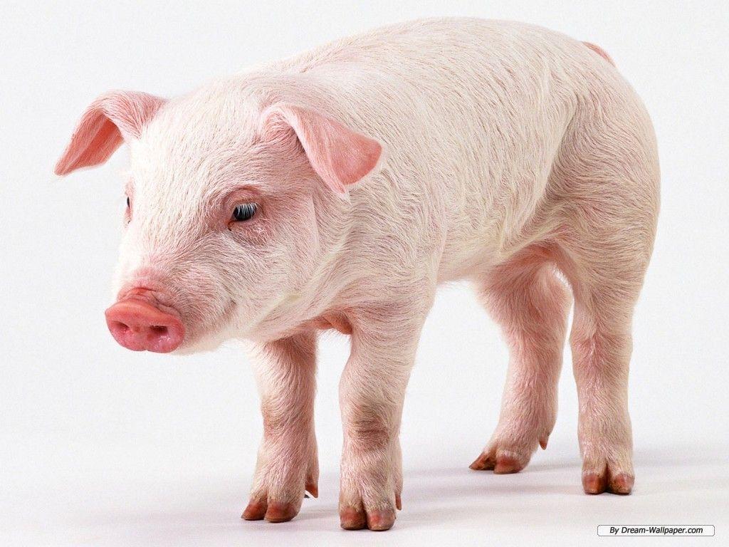 Pig backgrounds wallpapers