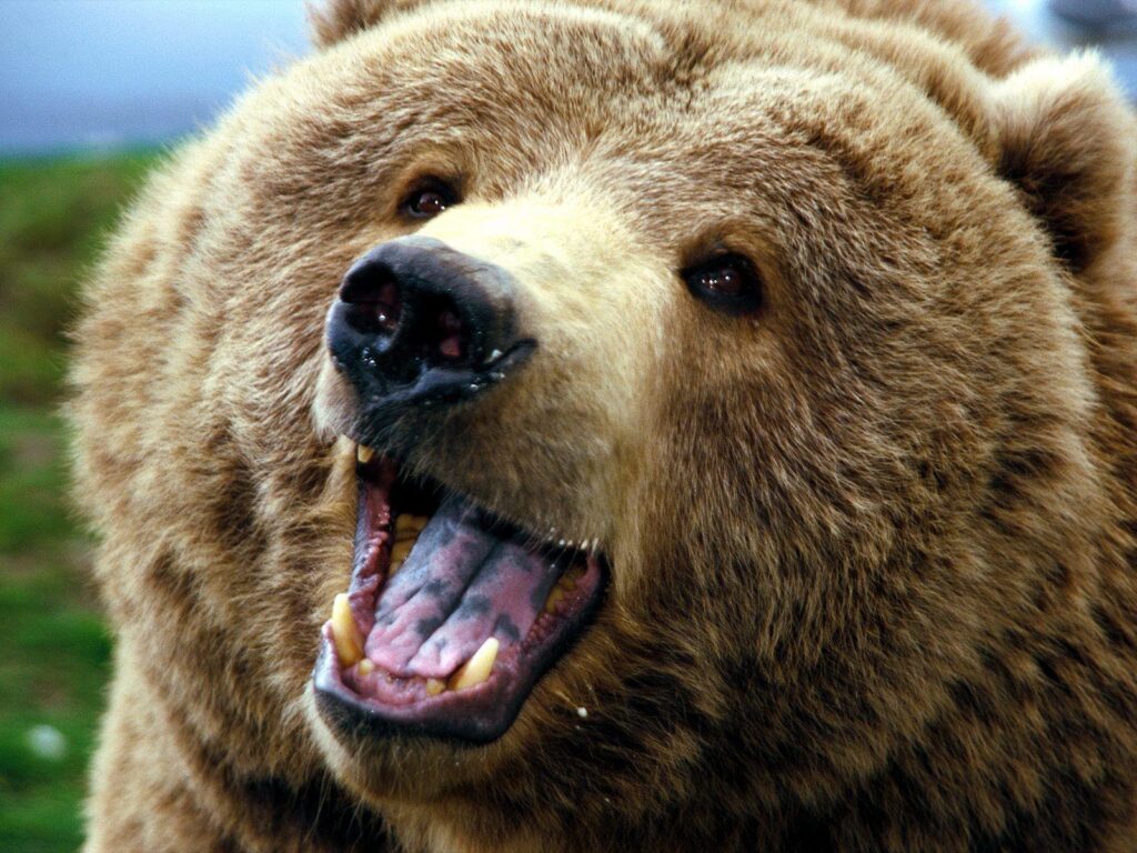 Wallpaper For – Baby Grizzly Bear Wallpapers