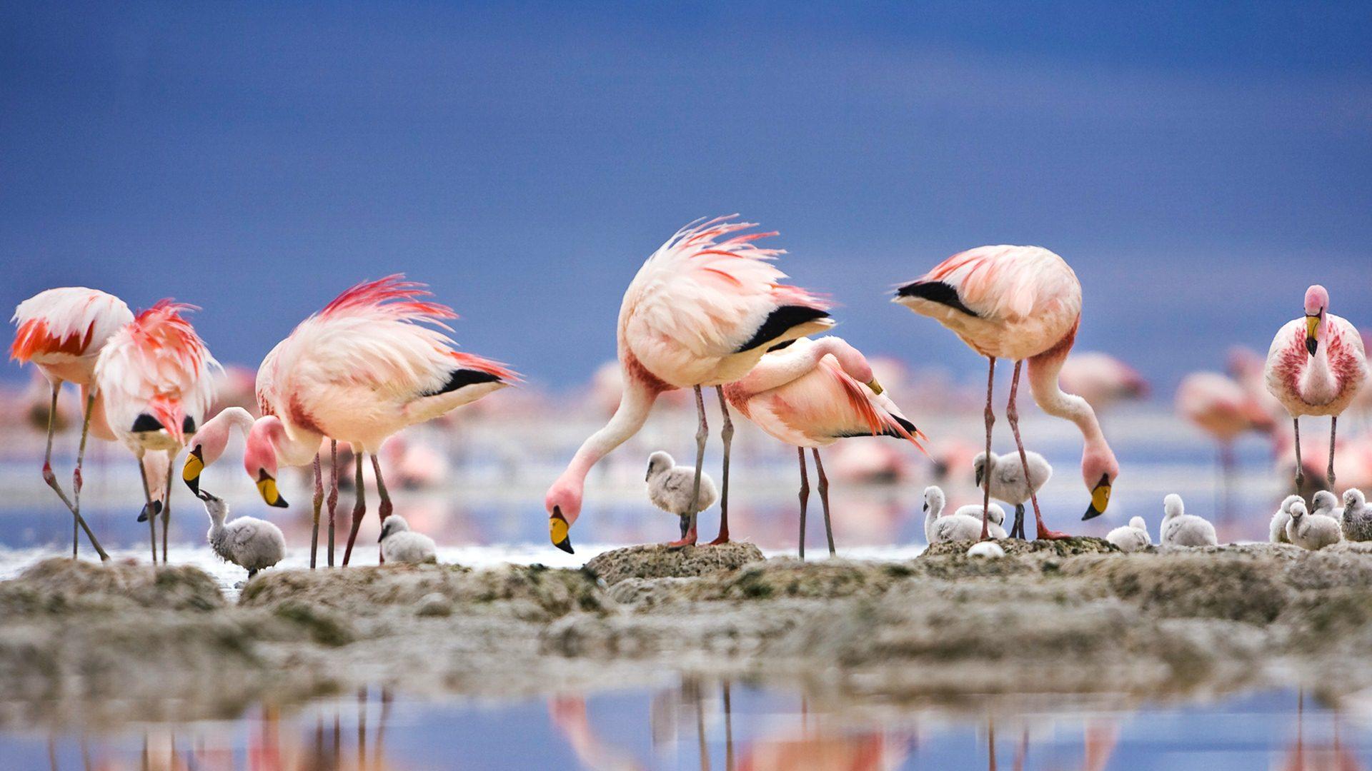 James’ Flamingos On Islet In Laguna Colorada, Bolivia