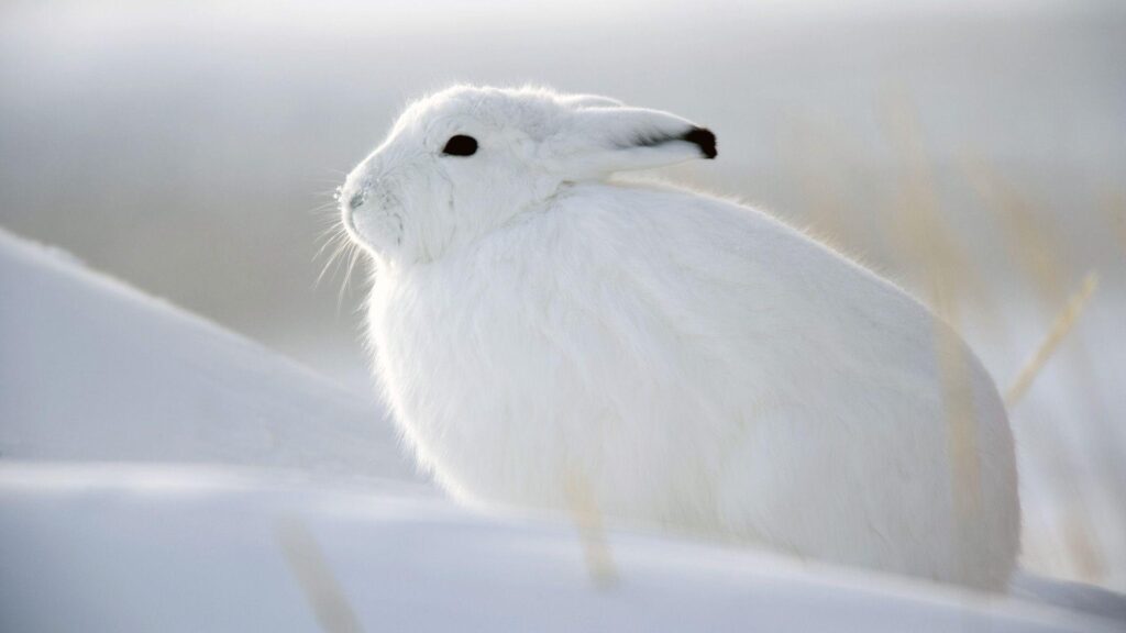 Snow Rabbit Wallpapers