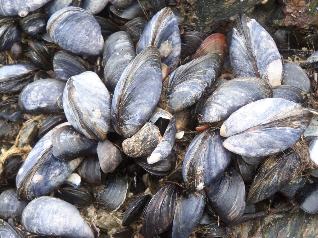 Black Sea Mussels Wallpapers High Quality