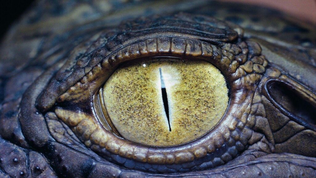 Eye of the crocodile Wallpapers