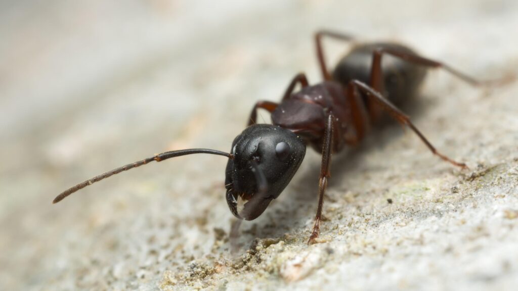 How Ants Get a Taste for the Trail