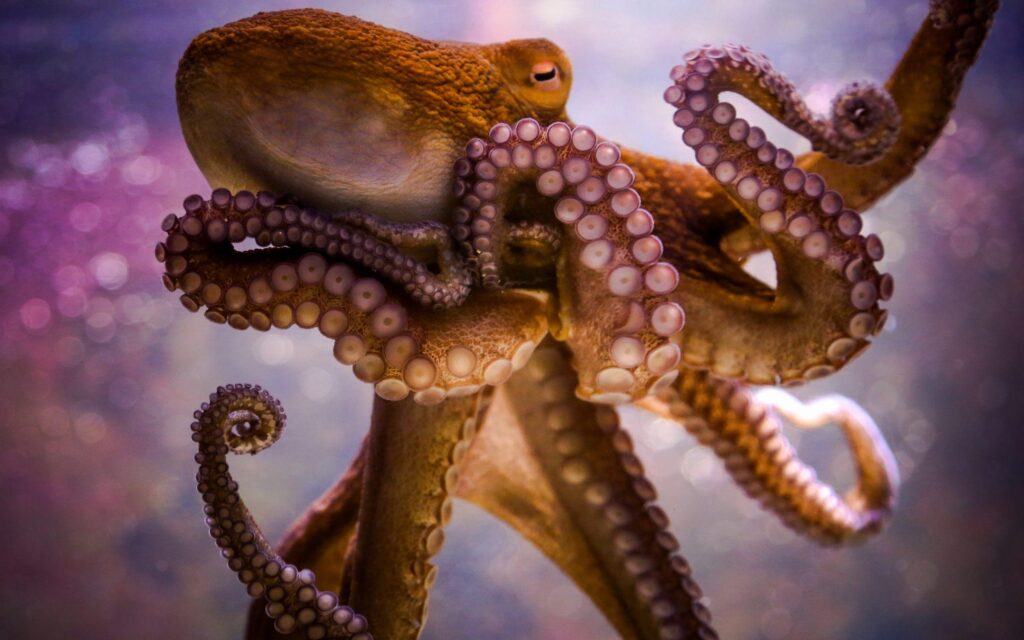 Octopus tentacles wallpapers