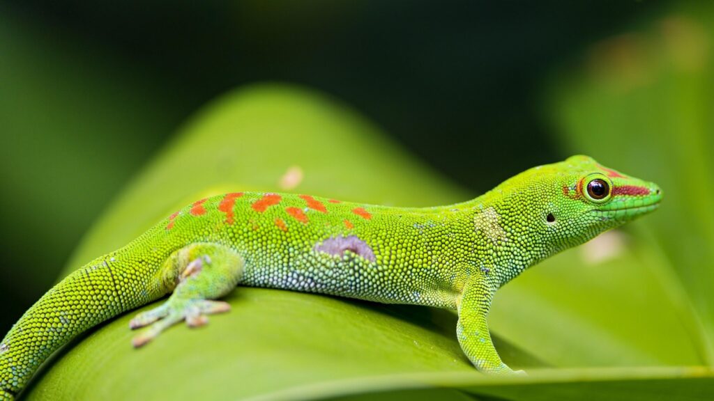 Madagascar Day Gecko K UltraHD Wallpapers