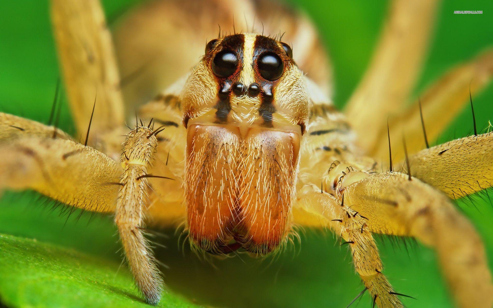 Spider Wallpapers