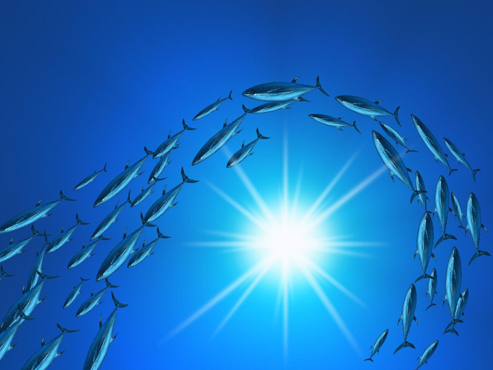 Floats flock of tuna wallpapers and Wallpaper