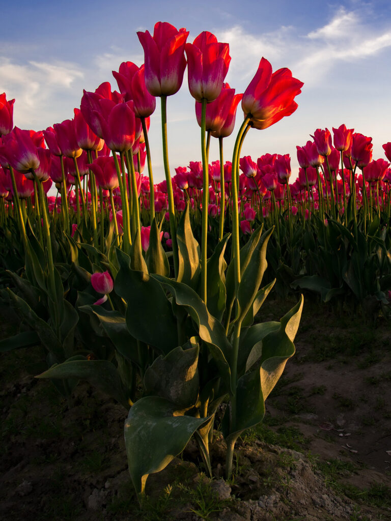Wallpapers Red Tulips Flowers Many