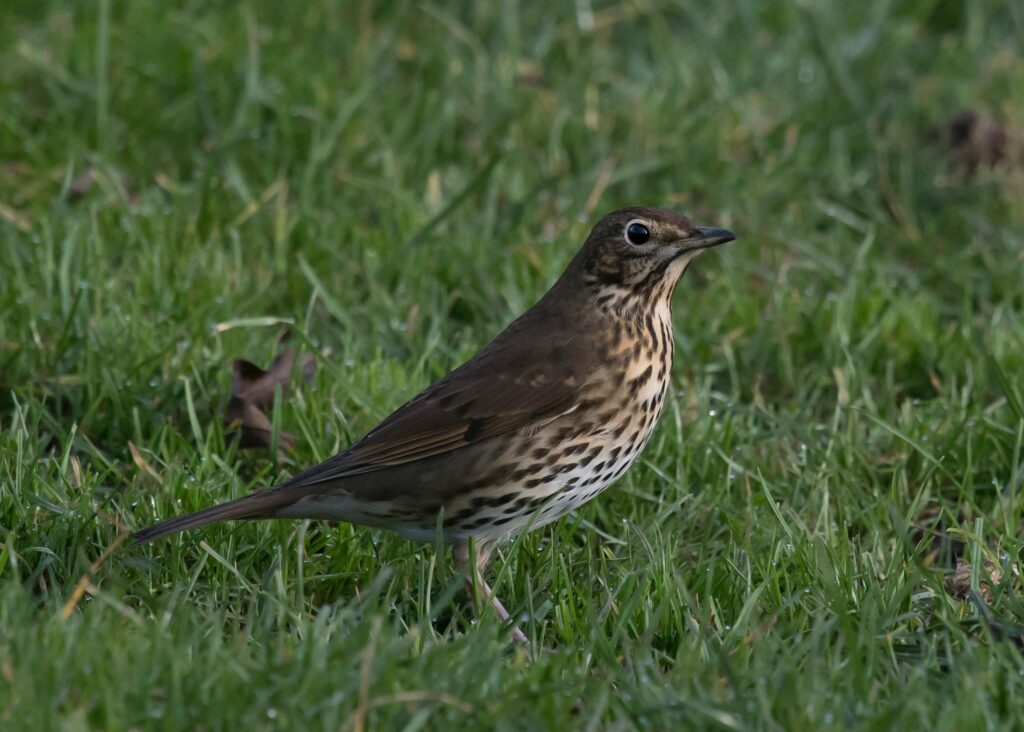Free stock photo of grassland, Song Thrush, speckled