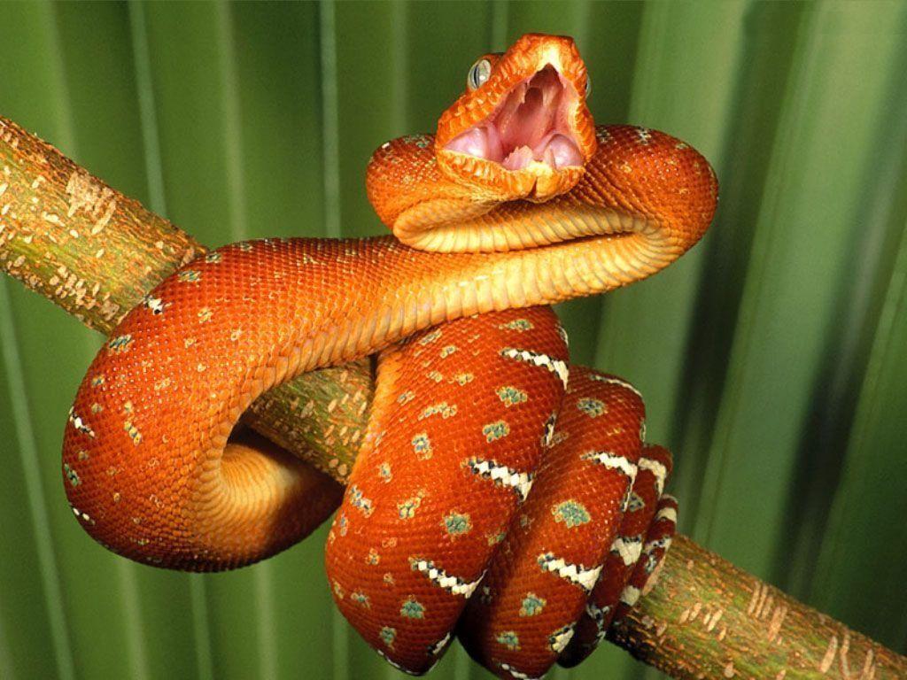 Best Jungle Life Deadly Snake Wallpapers And Pictures