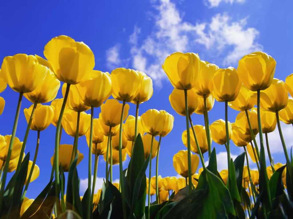 Yellow Tulip Wallpapers 2K Wallpapers in Flowers