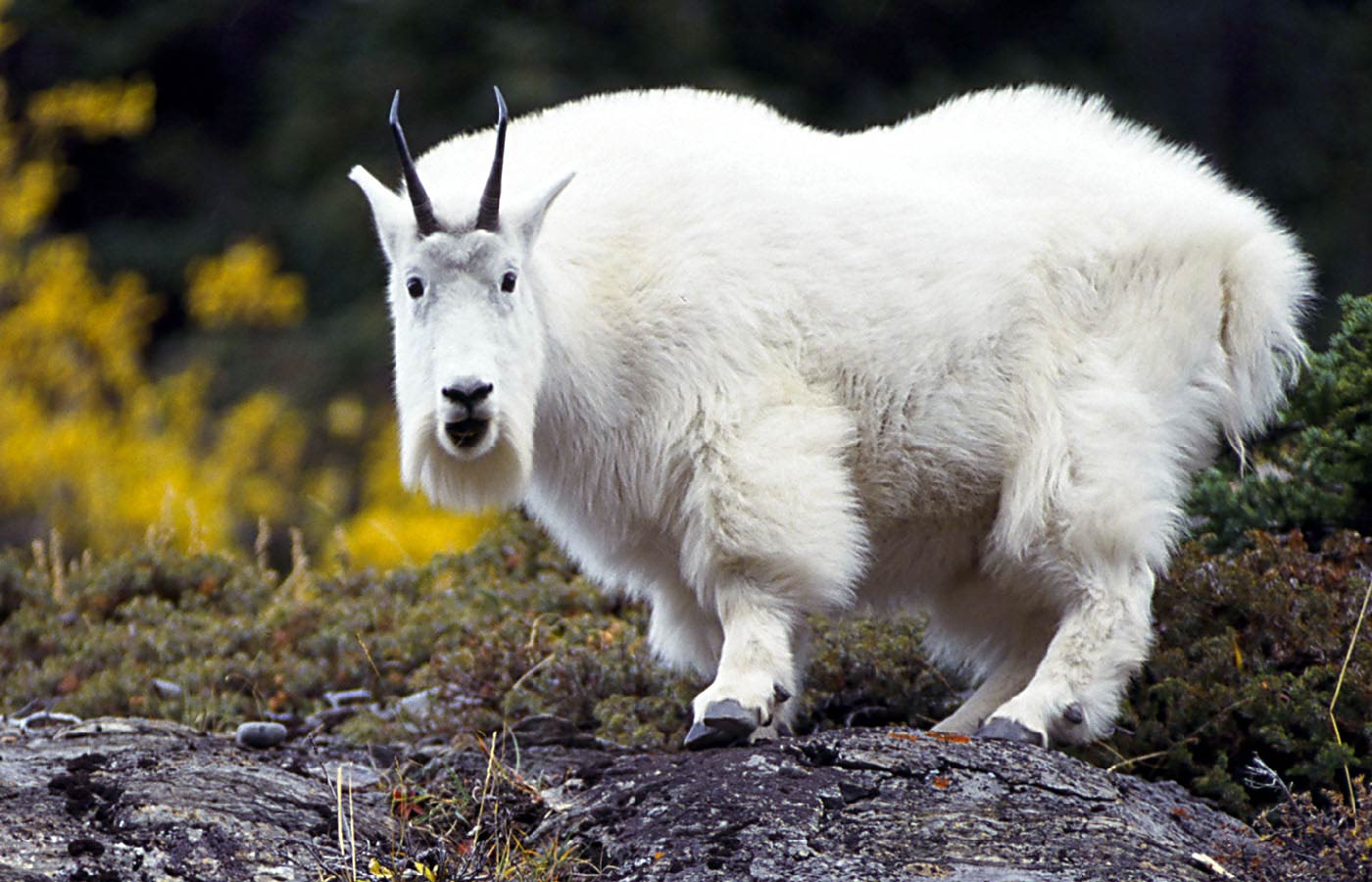 Goat Wallpapers and backgrounds